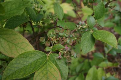 Vaccinium corymbosum (Highbush Blueberry), infructescence, fruit, immature