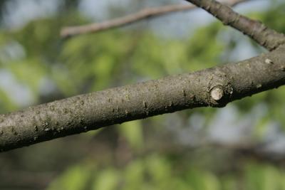 Zelkova serrata (Japanese Zelkova), bark, branch