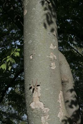 Zelkova serrata (Japanese Zelkova), bark, trunk