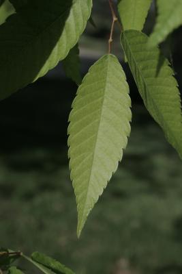 Zelkova serrata (Japanese Zelkova), leaf, spring
