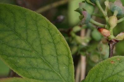 Vaccinium corymbosum (Highbush Blueberry), leaf, margin