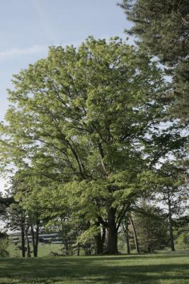 Zelkova serrata (Japanese Zelkova), habit, spring
