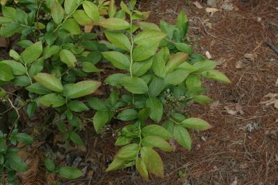Vaccinium corymbosum (Highbush Blueberry), habit, summer, leaf, summer