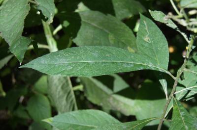 Verbesina alternifolia (Wingstem), leaf, summer