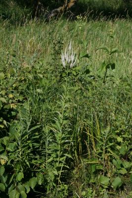 Veronicastrum virginicum (Culver's Root), habit, summer, inflorescence