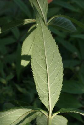 Veronicastrum virginicum (Culver's Root), leaf, lower surface