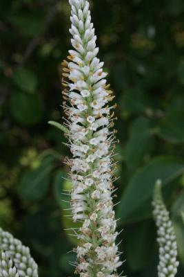 Veronicastrum virginicum (Culver's Root), flower, full