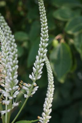 Veronicastrum virginicum (Culver's Root), bud, flower, flower, side, inflorescence