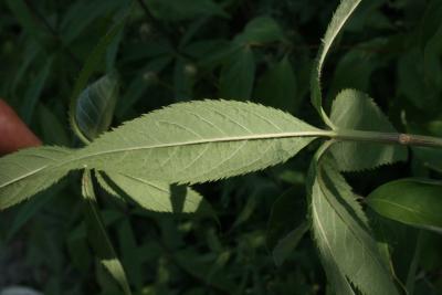 Veronicastrum virginicum (Culver's Root), leaf, lower surface