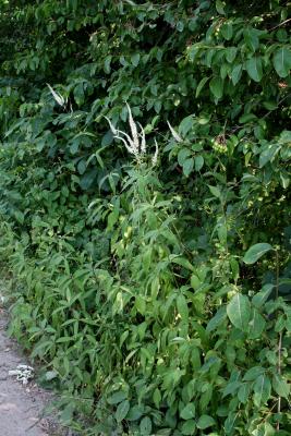 Veronicastrum virginicum (Culver's Root), habit, summer