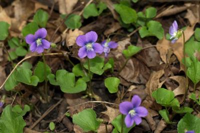 Viola sororia (Common Blue Violet), flower, full, habit, spring