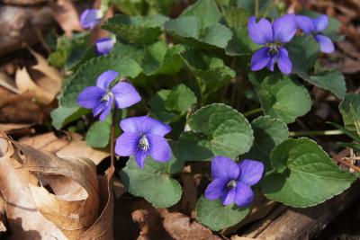 Viola sororia (Common Blue Violet), flower, full