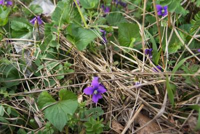 Viola sororia (Common Blue Violet), habit, spring