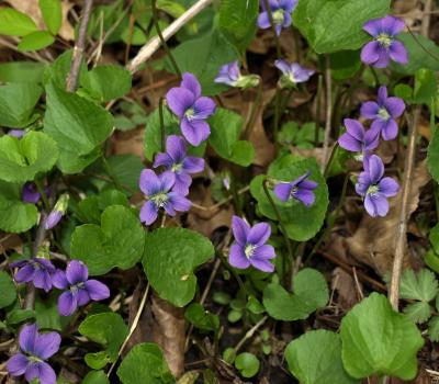 Viola sororia (Common Blue Violet), flower, full, habit, spring