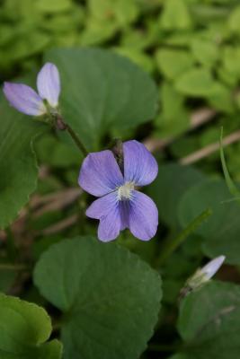 Viola sororia (Common Blue Violet), flower, full