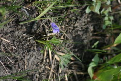 Viola pedatifida (Prairie Violet), habit, spring, flower, side, leaf, spring