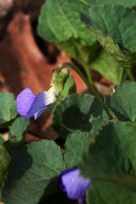 Viola sororia (Common Blue Violet), flower, side