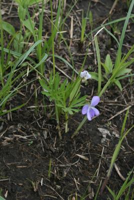 Viola pedatifida (Prairie Violet), habit, spring, leaf, spring, flower, full