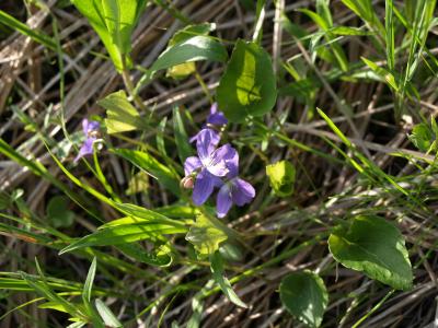 Viola sororia (Common Blue Violet), flower