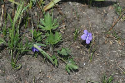 Viola pedatifida (Prairie Violet), habit, spring, leaf, flower, full