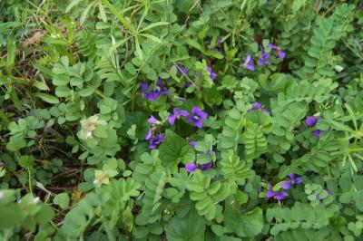 Viola sororia (Common Blue Violet), habit, spring