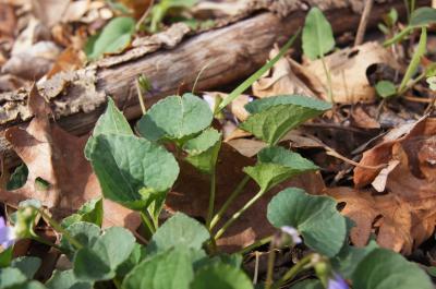 Viola sororia (Common Blue Violet), leaf, spring
