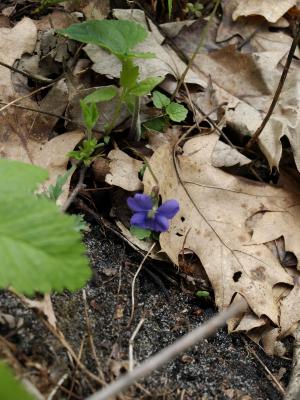Viola sororia (Common Blue Violet), habit, summer, flower, full