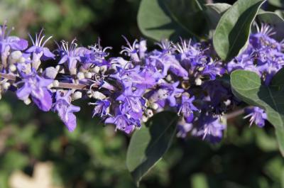 Vitex (agnus, castus x rotumdifolia) (Chaste Tree), flower, full