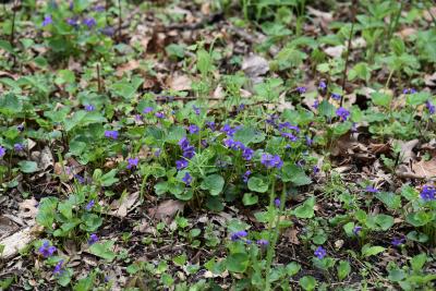 Viola sororia (Common Blue Violet), habitat