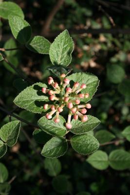 Viburnum bitchiuense (Yeddo Viburnum), bud, flower, inflorescence