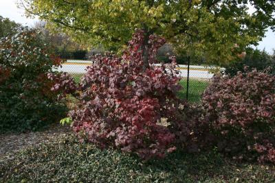 Viburnum bitchiuense (Yeddo Viburnum), habit, fall