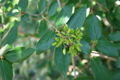 Viburnum ×burkwoodii (Burkwood's Viburnum), infructescence