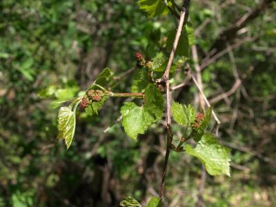 Vitis riparia (Riverbank Grape), leaf, spring, inflorescence