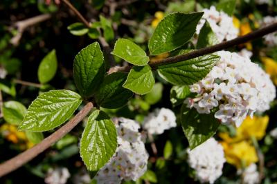 Viburnum ×burkwoodii 'Duvone' (AMERICAN SPICE, PP 17,751) (AMERICAN SPICE® Burkwood's Viburnum PP17751), leaf, spring