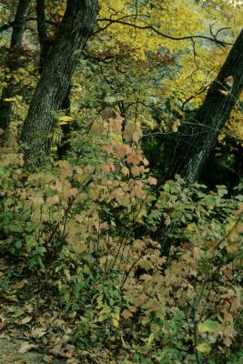 Viburnum acerifolium (Maple-leaved Viburnum), habitat, habit, fall