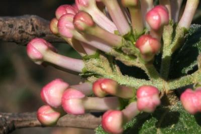 Viburnum bitchiuense (Yeddo Viburnum), bud, flower