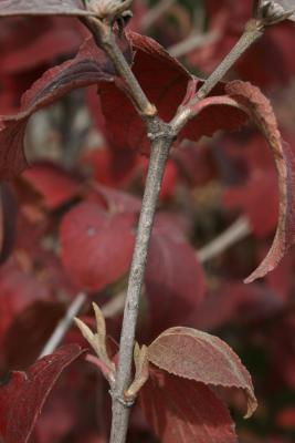 Viburnum bitchiuense (Yeddo Viburnum), bark, twig