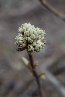 Viburnum 'Cayuga' (Cayuga Viburnum), bud, flower