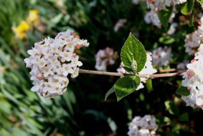 Viburnum ×burkwoodii 'Duvone' (AMERICAN SPICE, PP 17,751) (AMERICAN SPICE® Burkwood's Viburnum PP17751), inflorescence