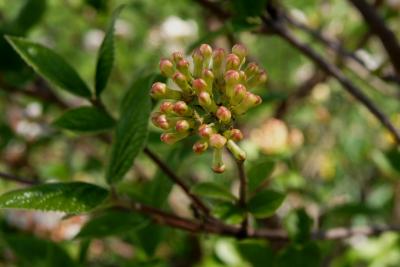 Viburnum ×burkwoodii 'Duvone' (AMERICAN SPICE, PP 17,751) (AMERICAN SPICE® Burkwood's Viburnum PP17751), bud, flower