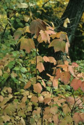 Viburnum acerifolium (Maple-leaved Viburnum), habit, fall, leaf, fall