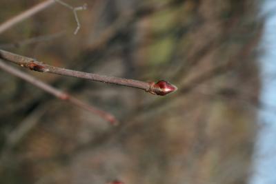 Viburnum acerifolium (Maple-leaved Viburnum), bud, flower, bud, terminal