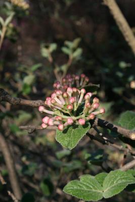 Viburnum bitchiuense (Yeddo Viburnum), bud, flower, inflorescence