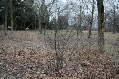 Viburnum acerifolium (Maple-leaved Viburnum), habit, winter