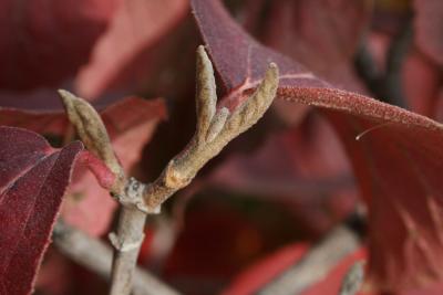 Viburnum bitchiuense (Yeddo Viburnum), bud, leaf