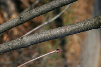 Viburnum acerifolium (Maple-leaved Viburnum), bark, trunk