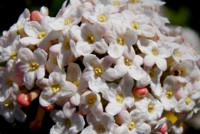 Viburnum ×burkwoodii 'Duvone' (AMERICAN SPICE, PP 17,751) (AMERICAN SPICE® Burkwood's Viburnum PP17751), flower, full