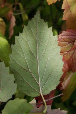 Viburnum dentatum 'KLMseven' (RED REGAL) (RED REGAL™ Southern Arrowwood), leaf, lower surface