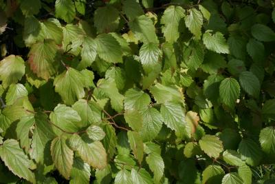 Viburnum dentatum 'KLMseven' (RED REGAL) (RED REGAL™ Southern Arrowwood), leaf, summer