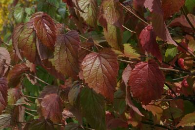 Viburnum dentatum 'KLMseven' (RED REGAL) (RED REGAL™ Southern Arrowwood), leaf, fall